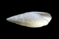 Pseudomelania gresslyi